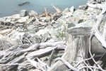 driftwood_06